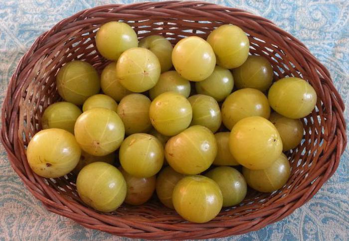 marinated gooseberry billets