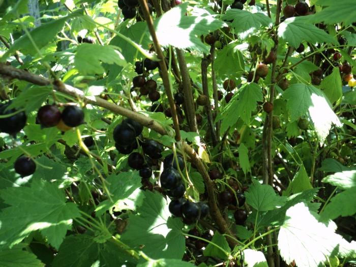 Useful and tasty tea from currant leaves