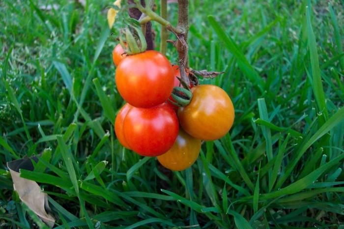 Tomatoes for the winter