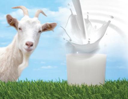 cottage cheese from goat milk