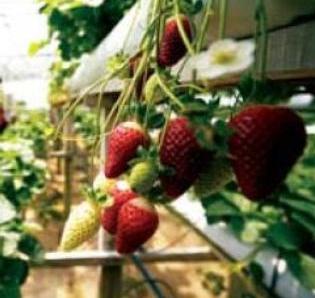 Strawberries: caloric content of fresh berries and canned