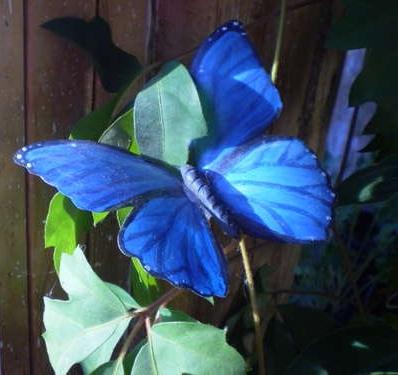 butterflies from plastic bottles 