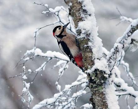 woodpecker wintering bird