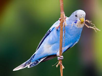 How to choose a wavy parrot to speak