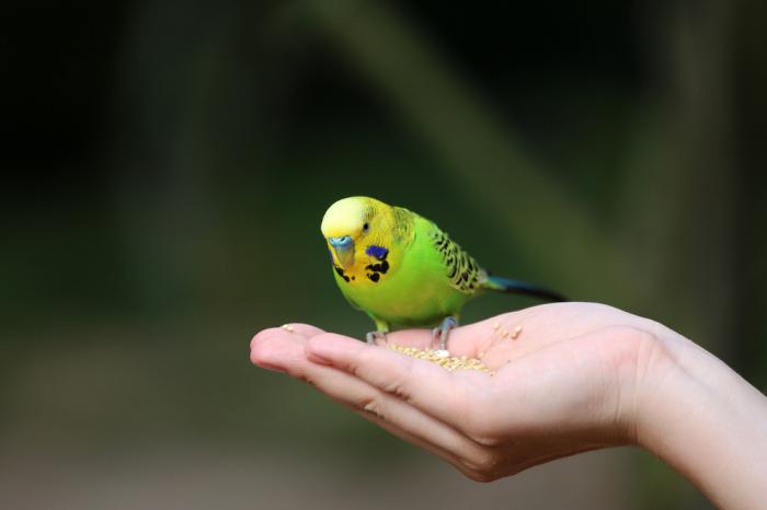 Choose a corrugated boy parrot