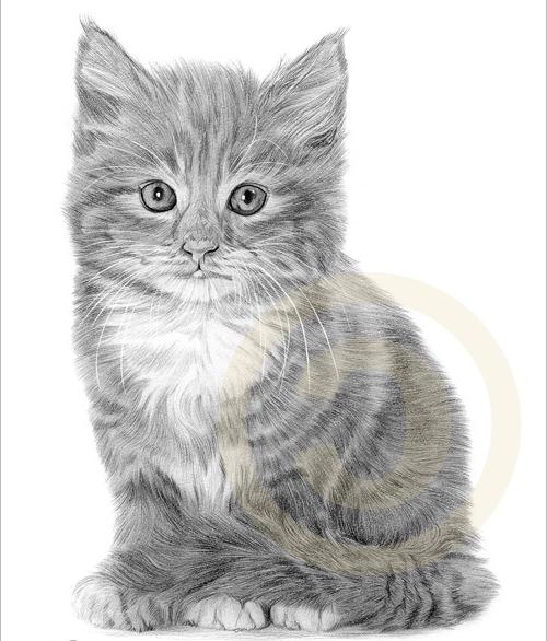 How to draw a kitten: a short master-class