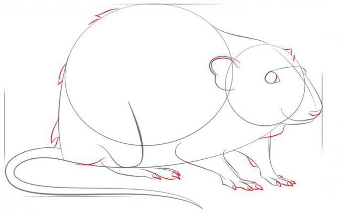 How to draw a rat in stages