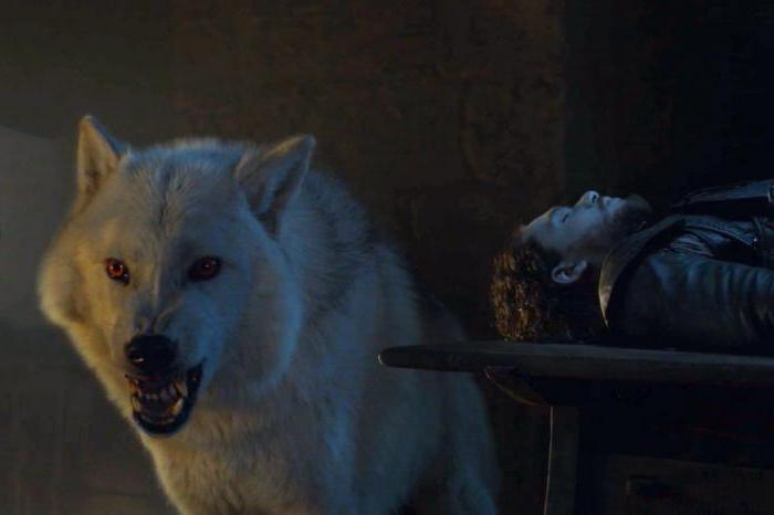 Missing Ghost: where is the wolf of John Snow?