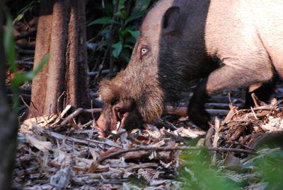 than feed boars 