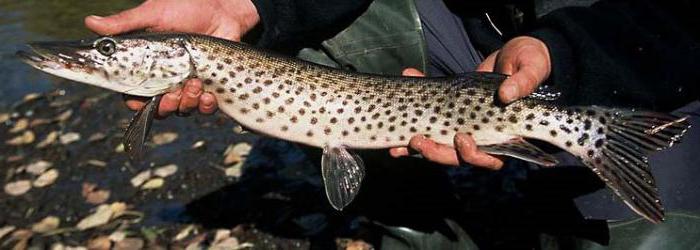 Amur pike 