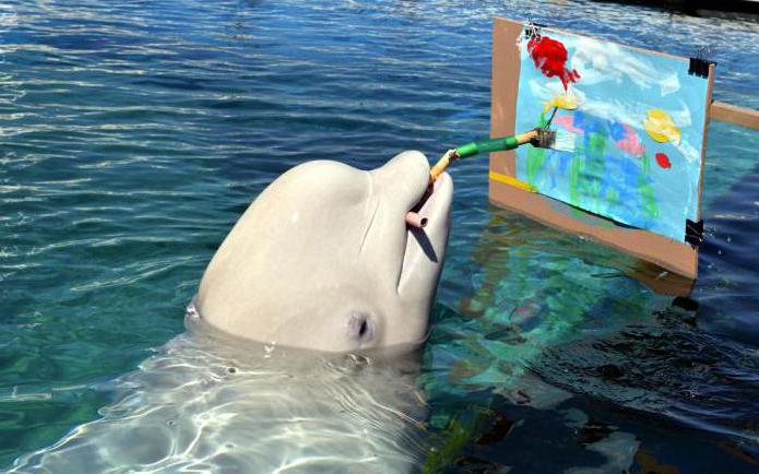 Beluga (dolphin): description, photo