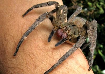 Brazilian wandering spider - a representative of the Guinness Book of Records