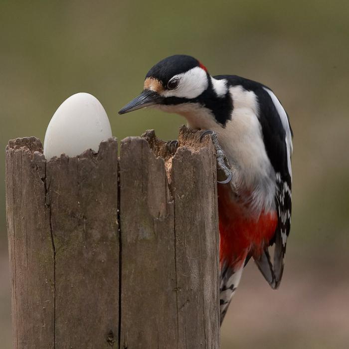 than eat woodpecker in nature