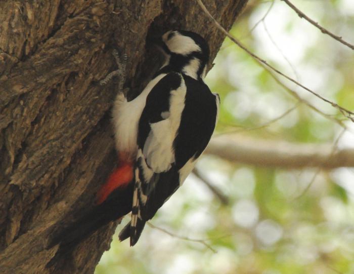 woodpecker in the woods