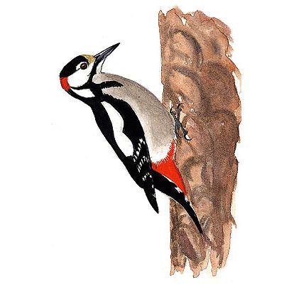 woodpecker pictures