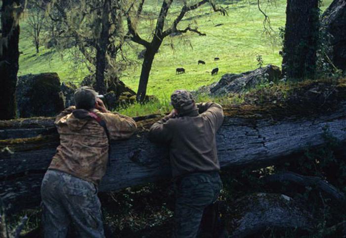 meeting with a wild boar in the forest