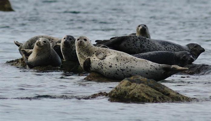 Far-Eastern Marine Reserve: photo, geographical location