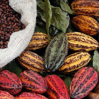 Cocoa tree. Where does the cocoa tree grow? Fruits of cocoa