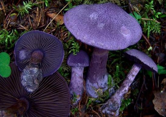 Mushrooms spider webs edible