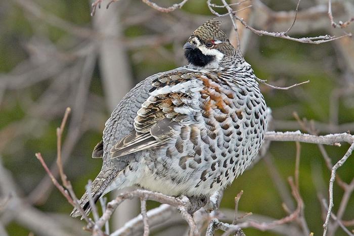 Where are the hazel grouses and what do they eat?