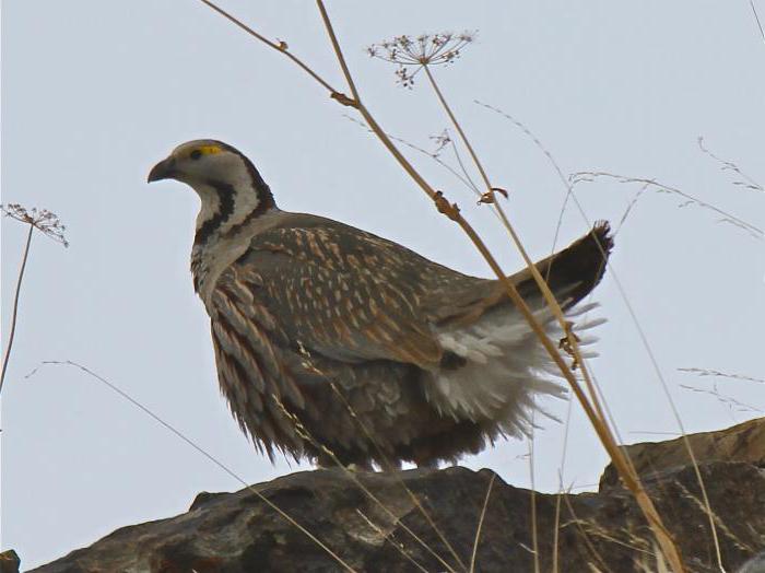 mountain turkey