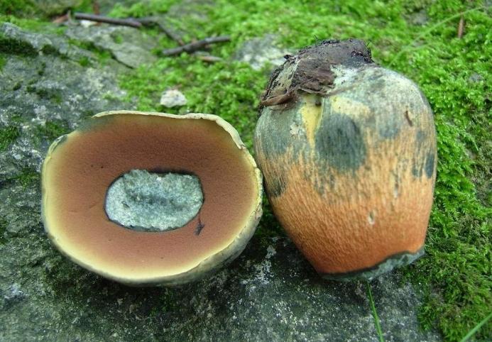 Mushroom Poddubovik Photo