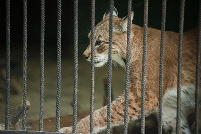 Ivanovo Zoo: history, description and photo