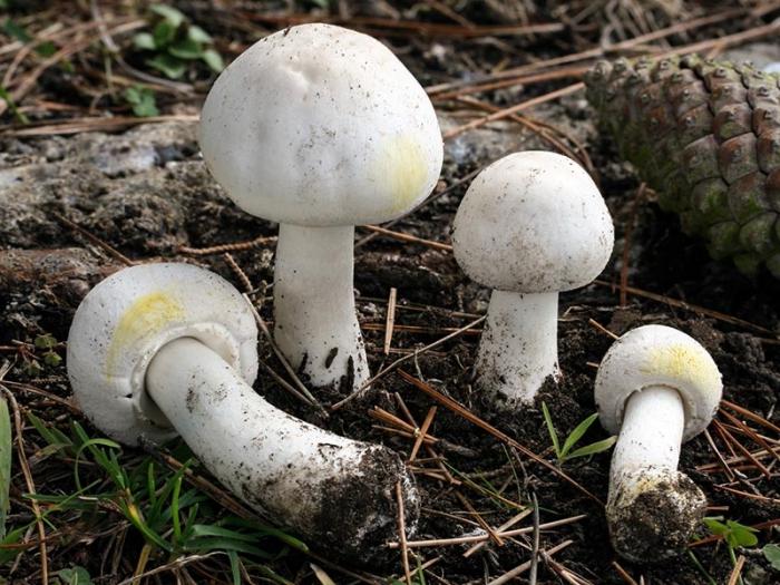 How to distinguish a false mushroom from the present?