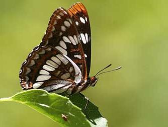 What does the Admiral butterfly look like?