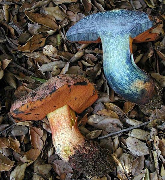 What are the reasons for the fungi to turn blue?