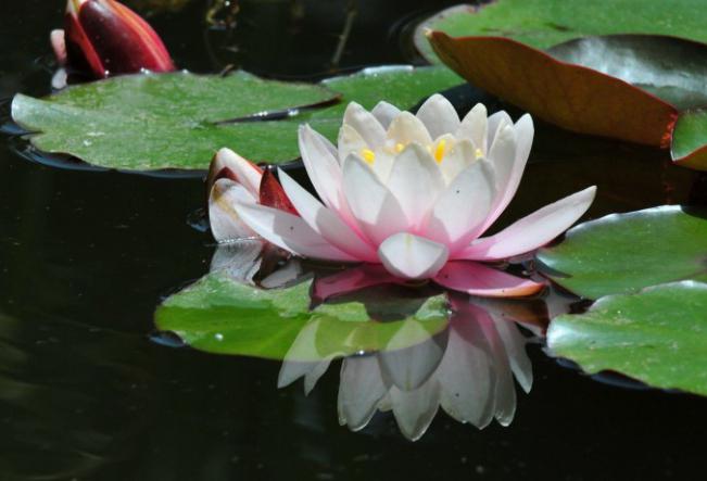 red book of russia plants water lily