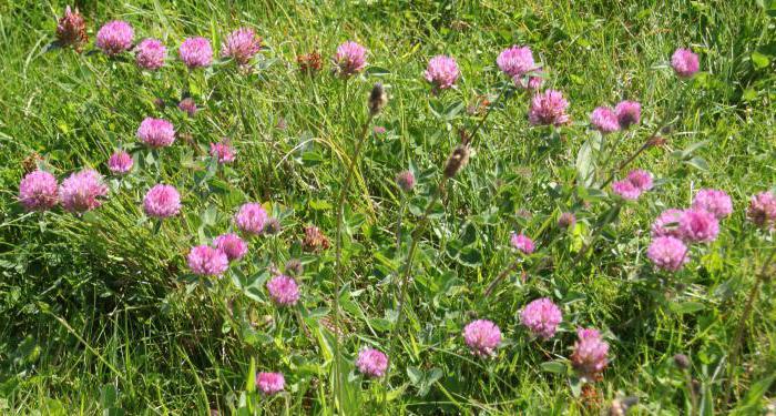 Clover pink: medicinal properties and methods of harvesting a useful plant