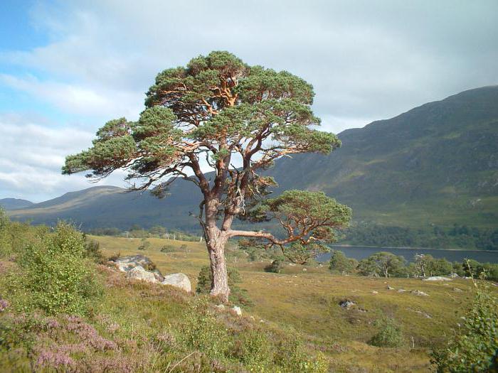 root system of pines