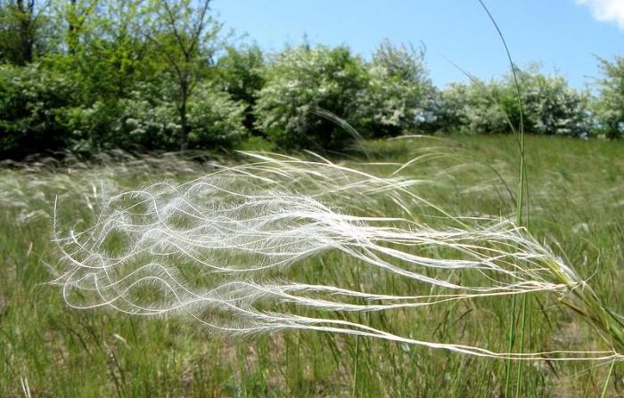 Feather grass feather grass - steppe grass