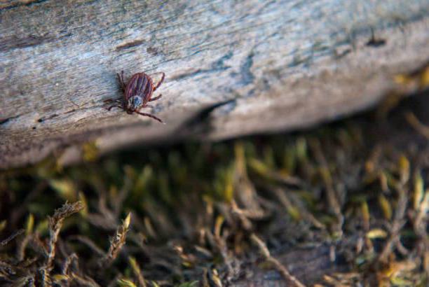 Whether a nymph of a tick for a person is dangerous