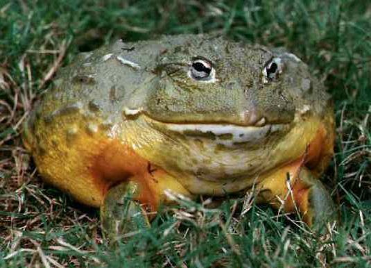 bull frog