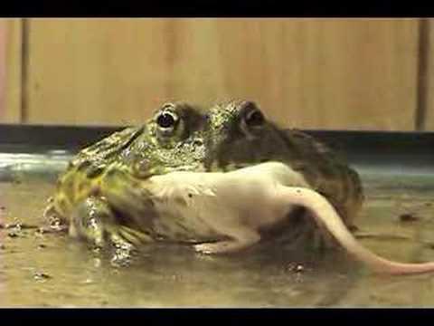 bull frog photo