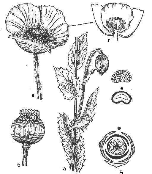 plants of the family of poppies