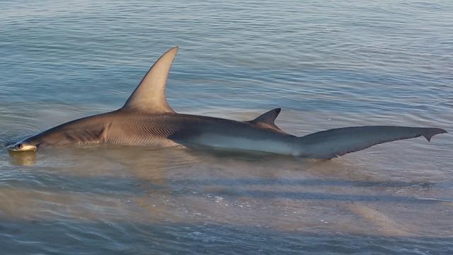 Marine predator - shark-fox