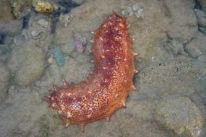 Sea cucumber - a unique organism