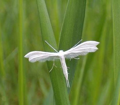 Butterfly - economic importance and harm