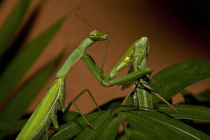 Special rituals that mantis keep: mating on the verge of life and death