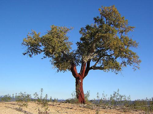 Cork tree: a unique plant life