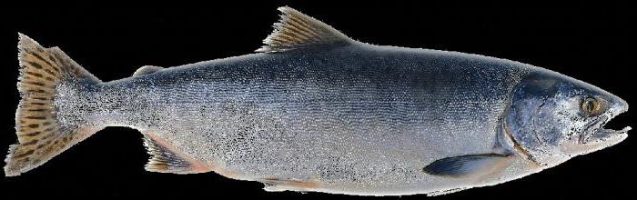 The commercial fish is pink salmon. How to distinguish a female from a male