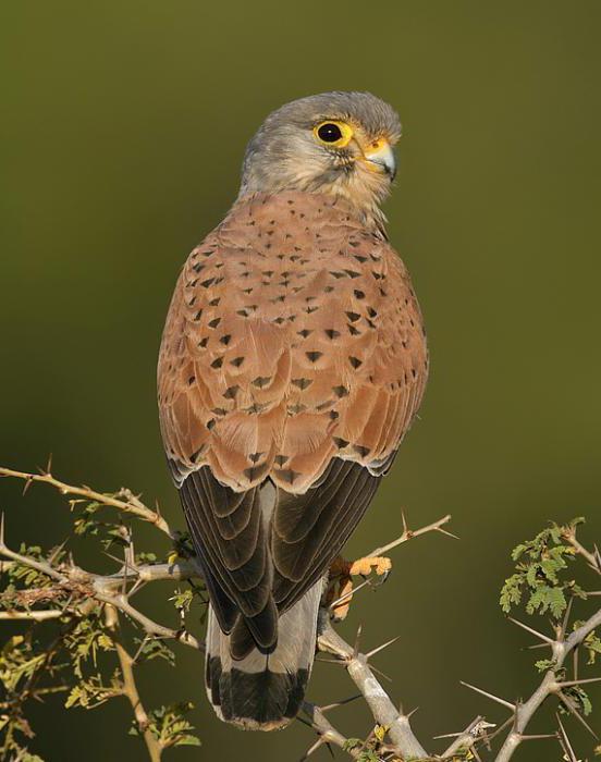 kestrel common bird