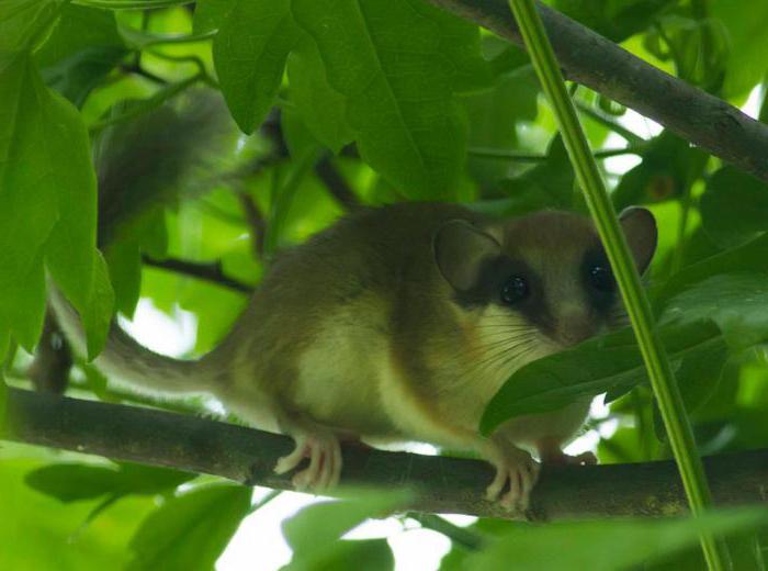 Rare animals of the Red Book of the Ulyanovsk Region