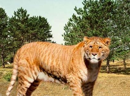  the largest cat in the world