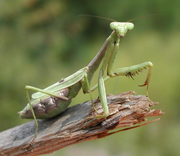 insect mantis