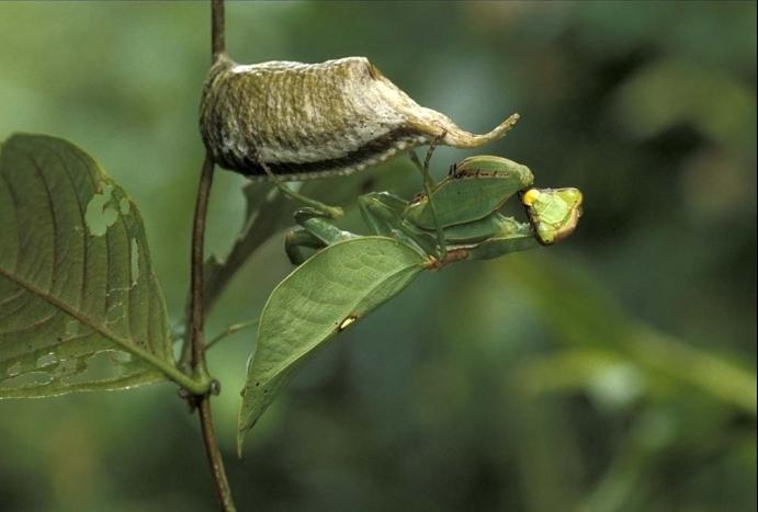 mantis insect photo