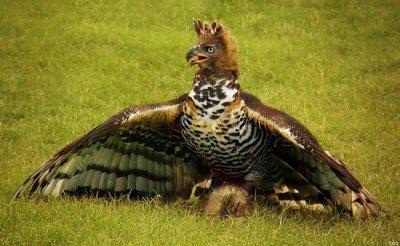 The biggest birds: photo and description